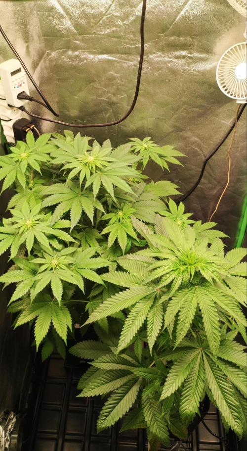 White Widow. Week 6