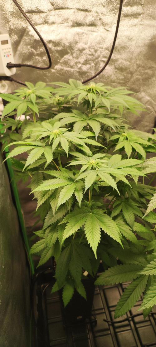 Zkittlez. Week 6