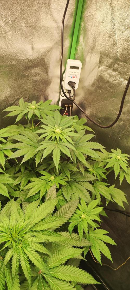 Zkittlez. Week 6