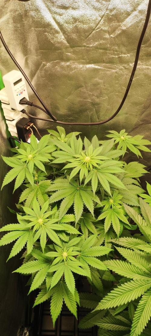 Zkittlez. Week 6