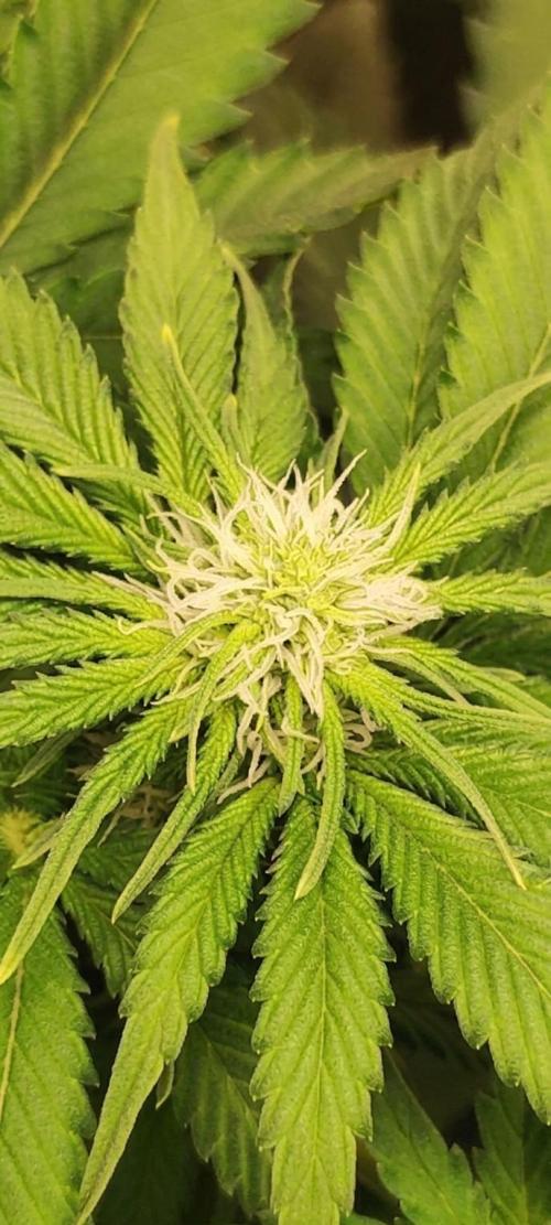 Zkittlez. Week 6