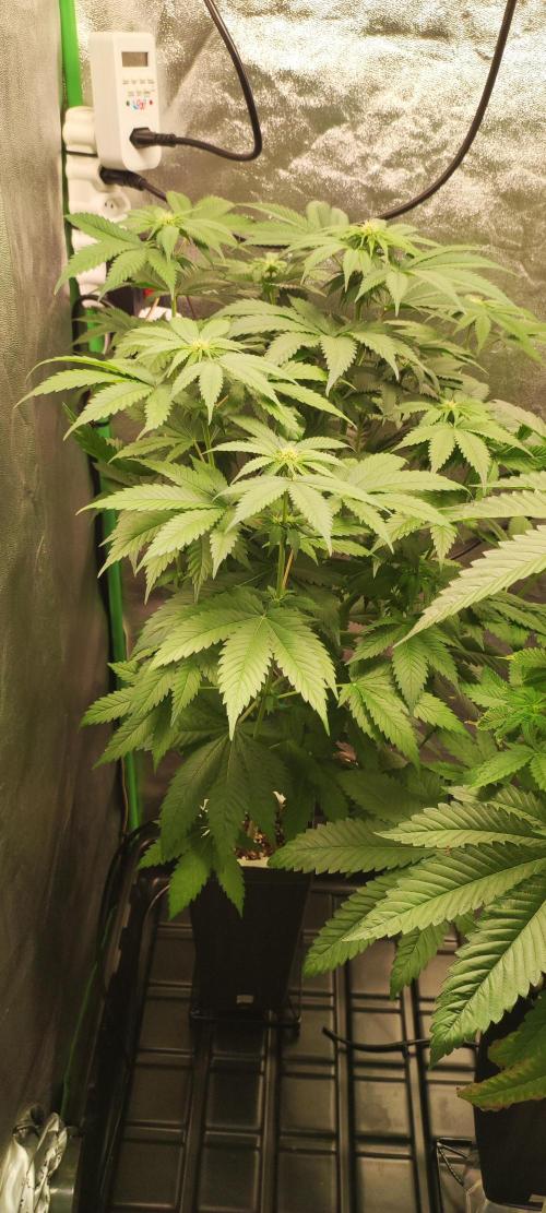 Zkittlez. Week 6