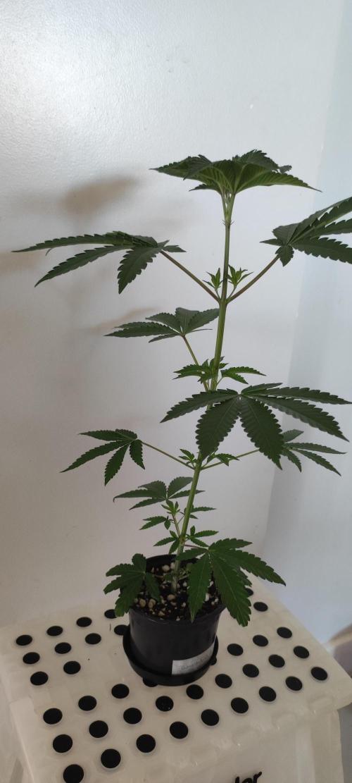 Banana Kush #1. Week 3