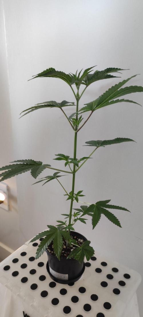 Banana Kush #1. Week 3