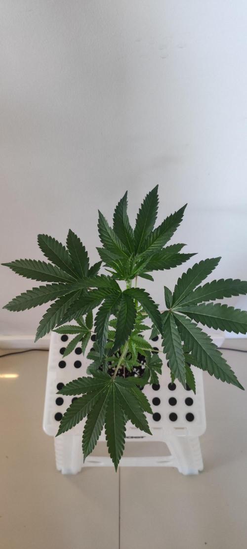 Banana Kush #1. Week 3