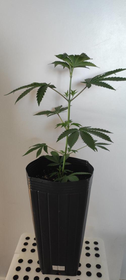 Banana Kush #1. Week 3