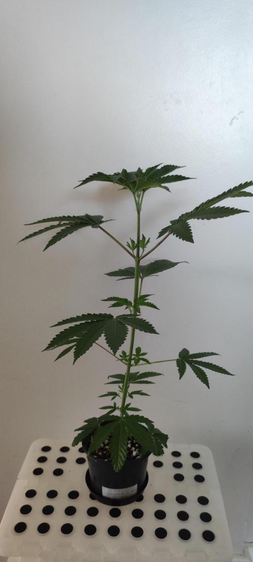 Banana Kush #1. Week 3