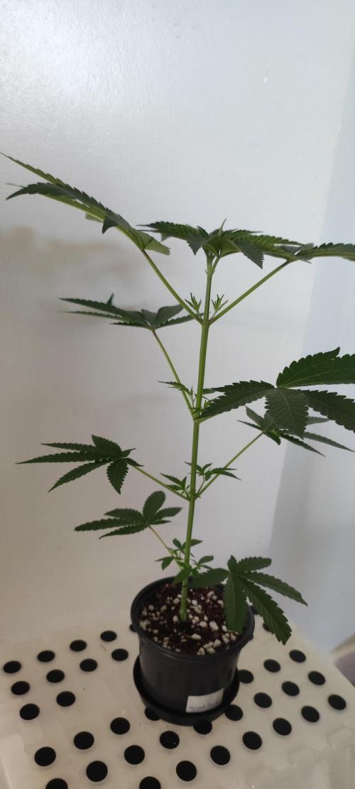 Grape Pie #1. Week 3