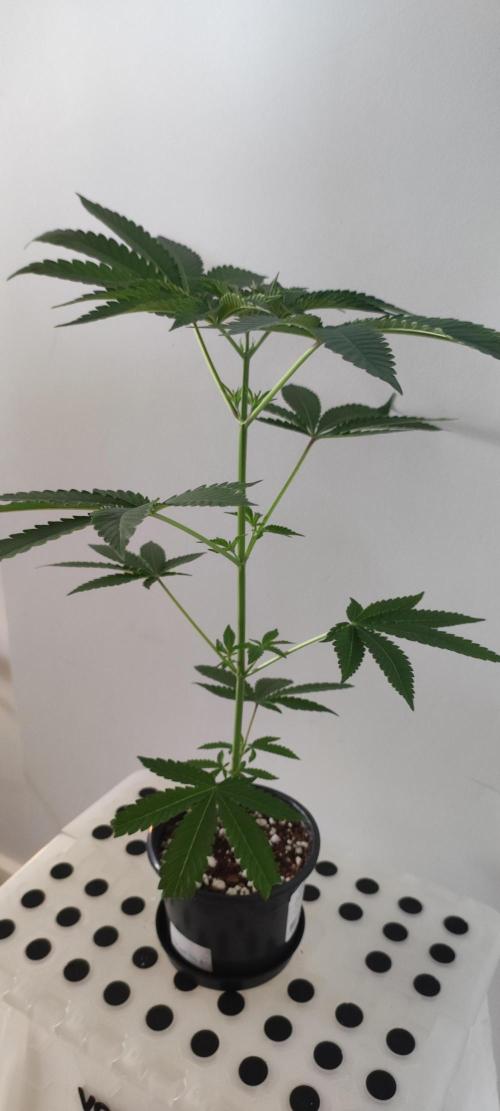Grape Pie #1. Week 3