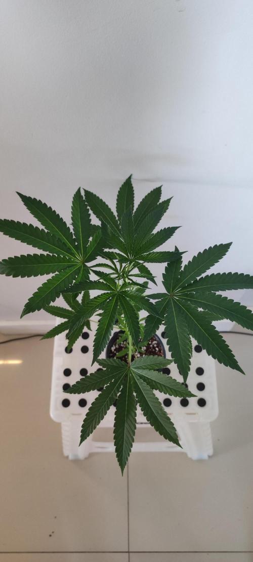 Grape Pie #1. Week 3