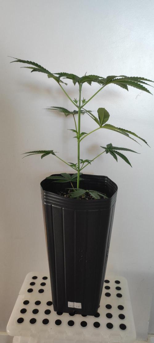 Grape Pie #1. Week 3