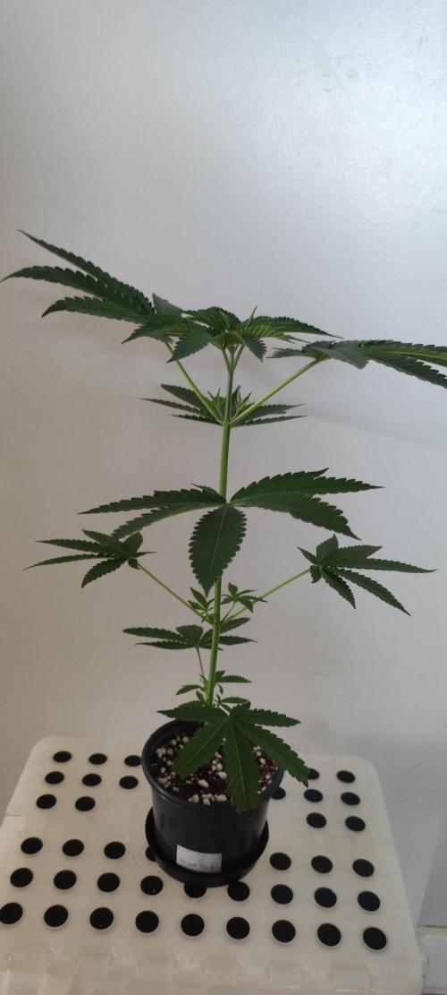 Grape Pie #1. Week 3