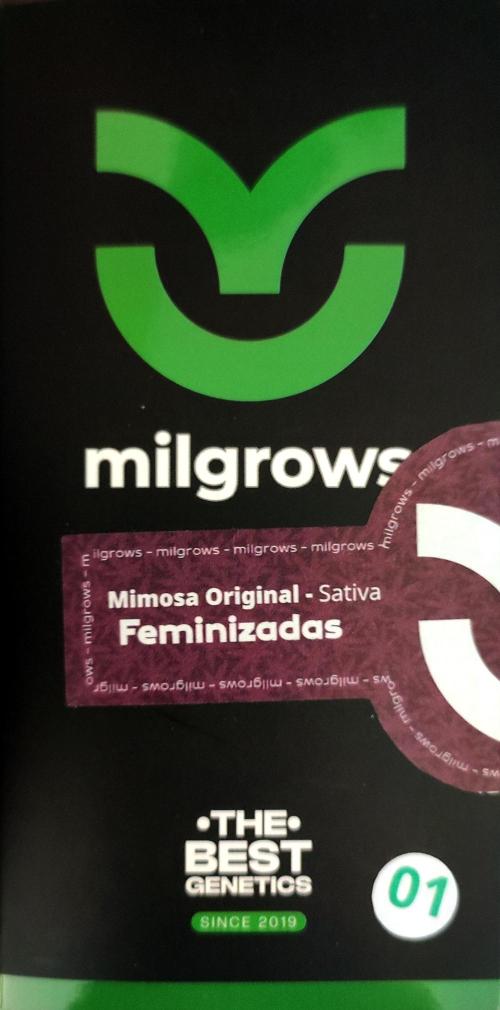 Mimosa. Week 0