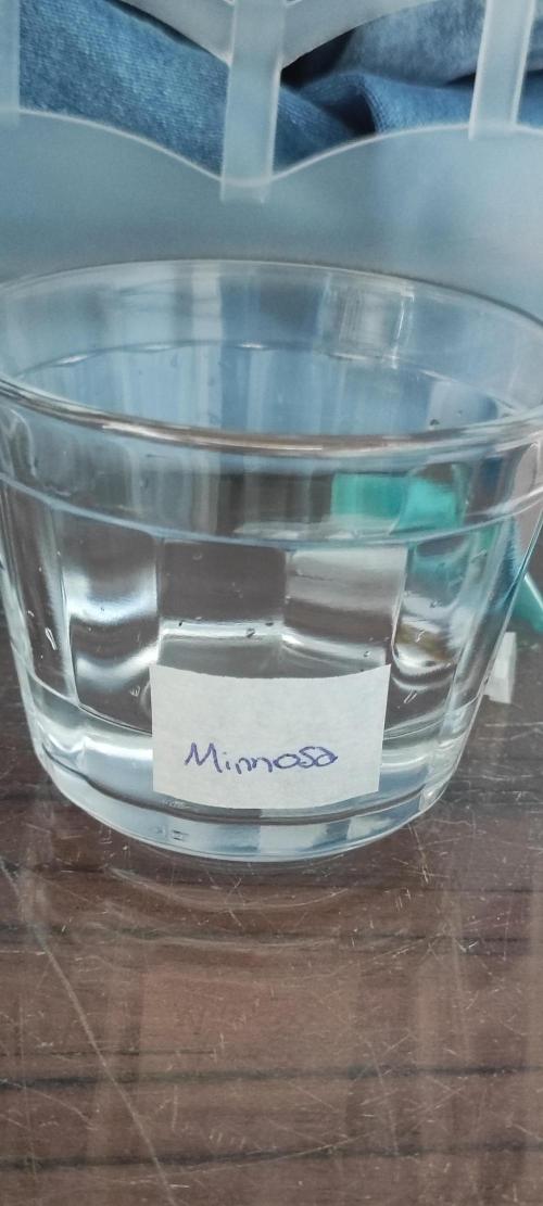 Mimosa. Week 0