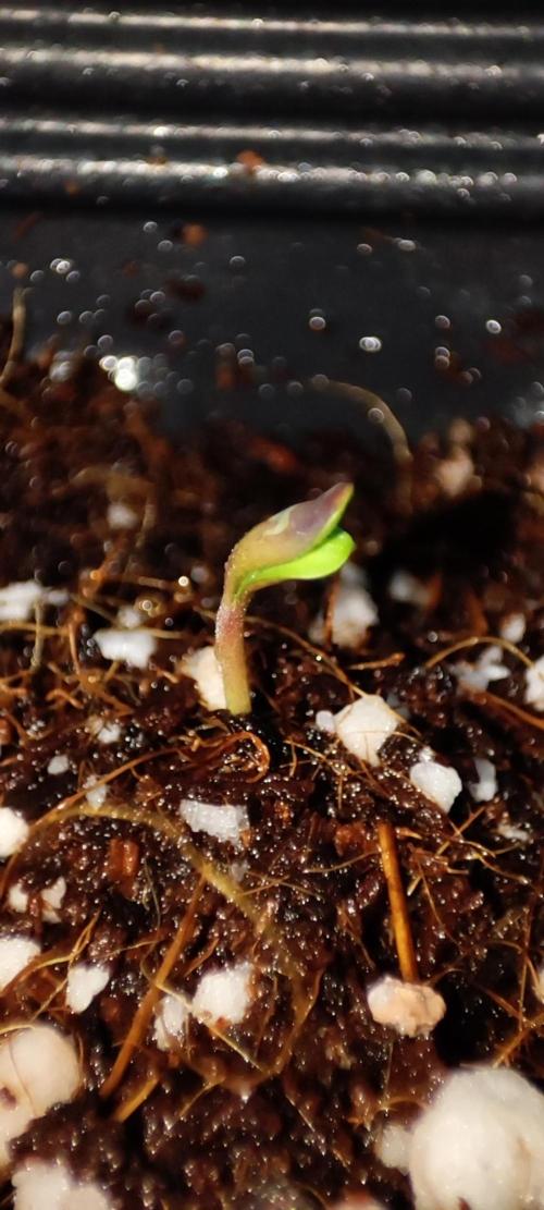 Mimosa. Week 0