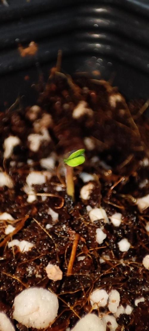 Mimosa. Week 0