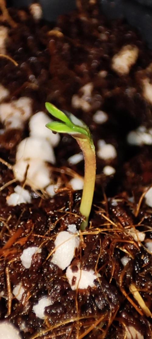 Mimosa. Week 0