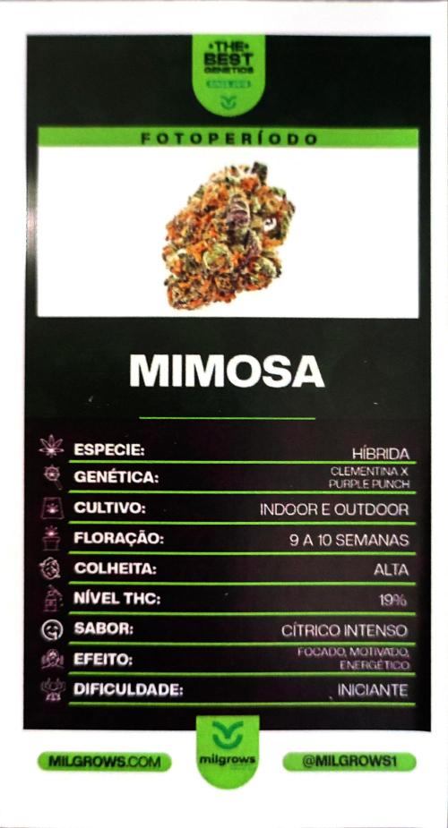 Mimosa. Week 0