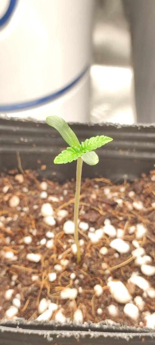 Mimosa. Week 0