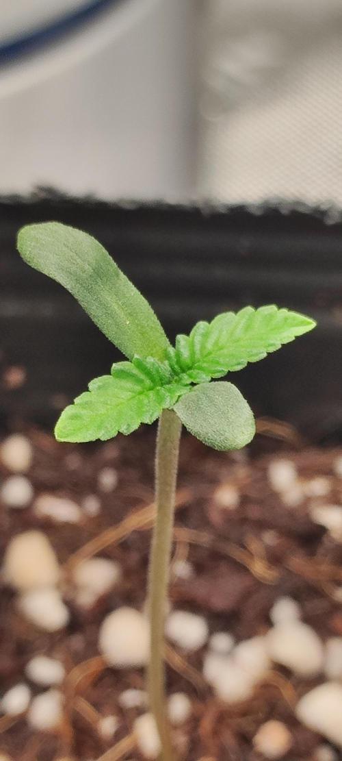 Mimosa. Week 0