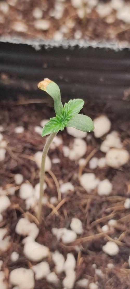 Garlotti. Week 0