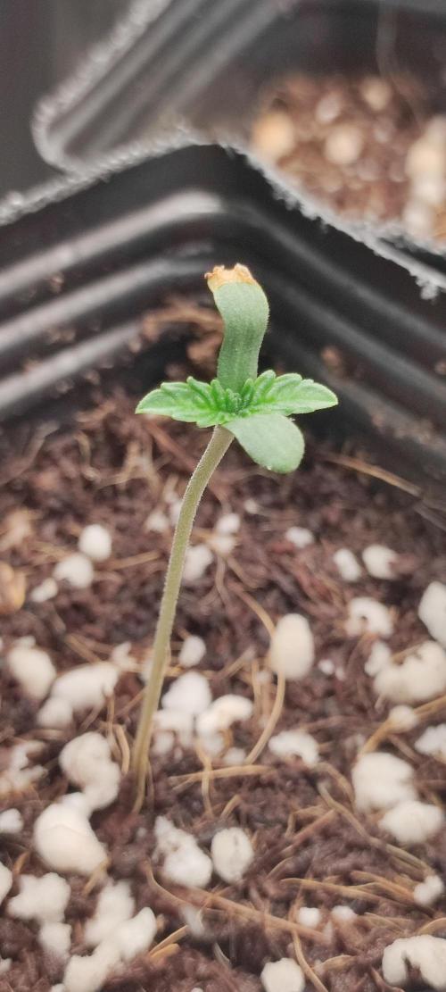 Garlotti. Week 0
