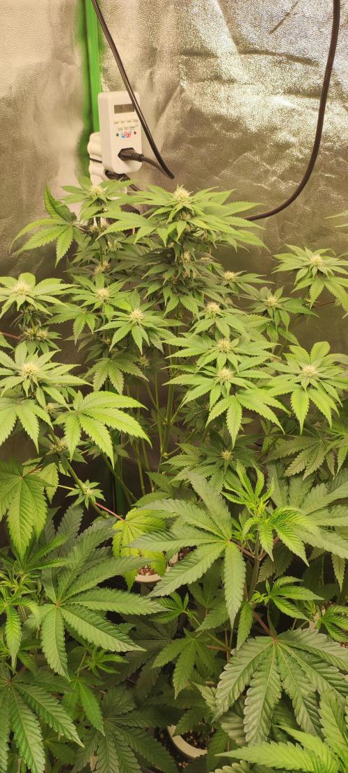 Zkittlez. Week 7