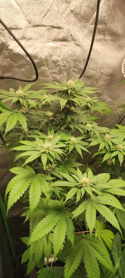 Zkittlez. Week 7