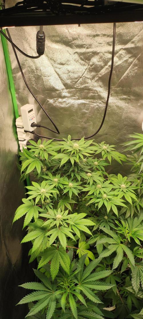 Zkittlez. Week 7