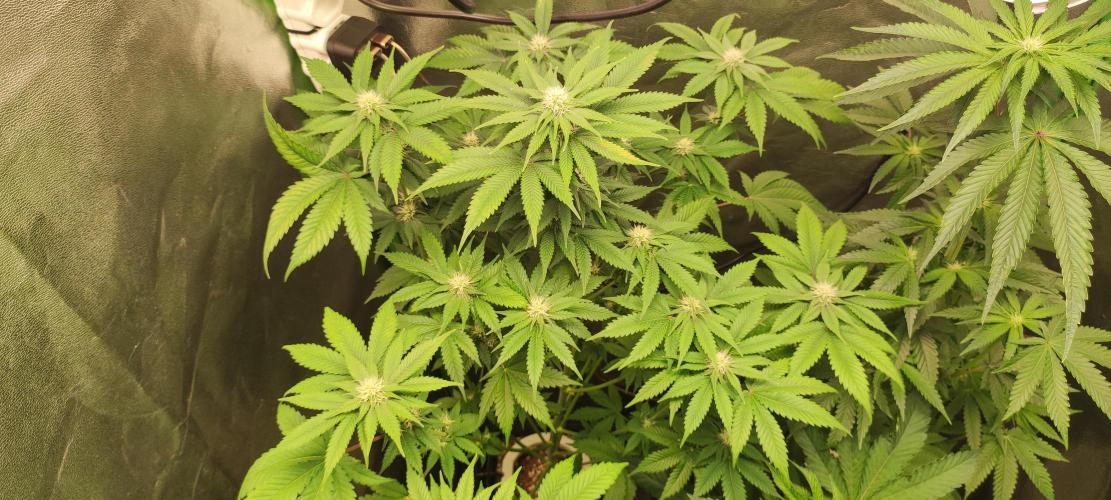 Zkittlez. Week 7