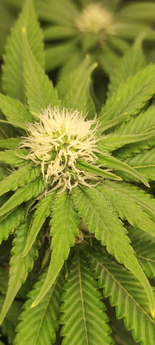 Zkittlez. Week 7