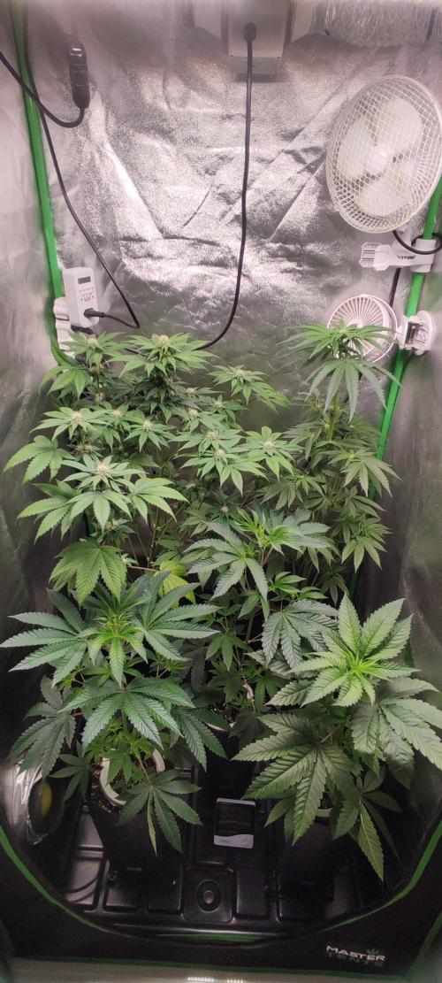 Zkittlez. Week 7