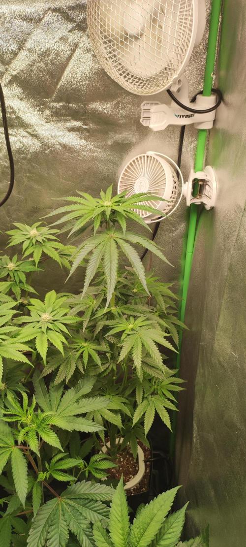 White Widow. Week 7