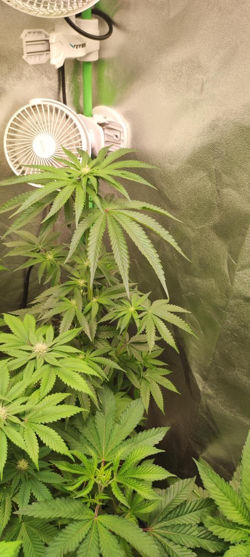 White Widow. Week 7