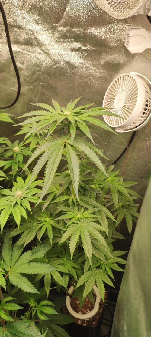 White Widow. Week 7