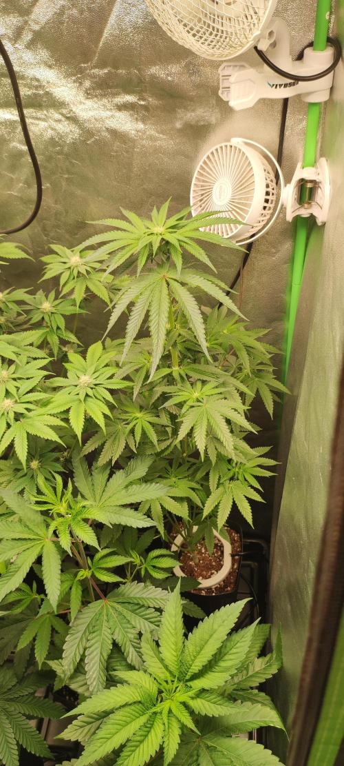 White Widow. Week 7
