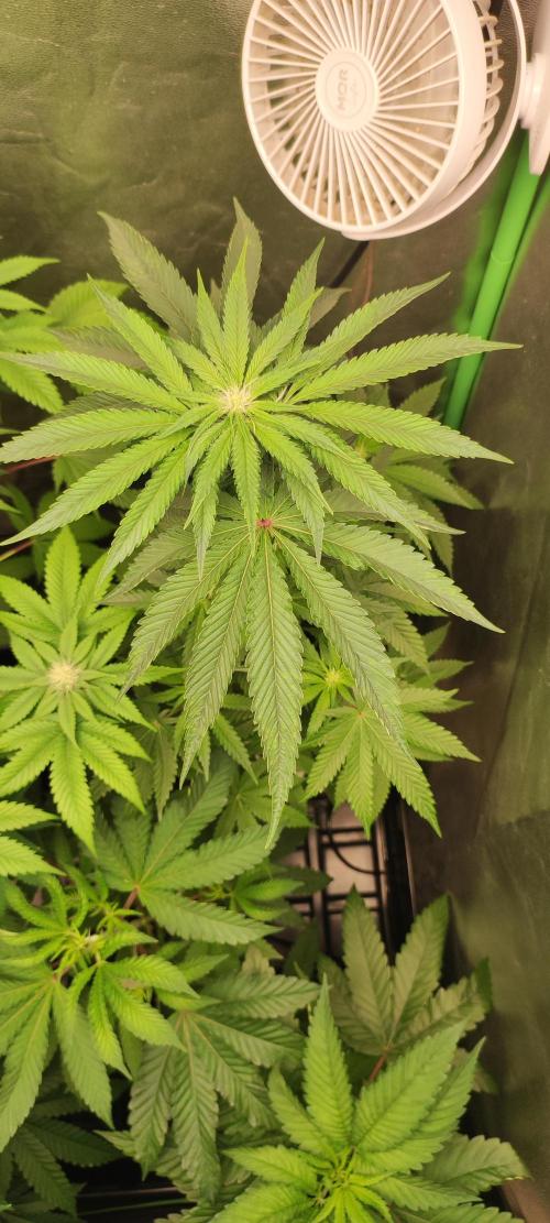 White Widow. Week 7