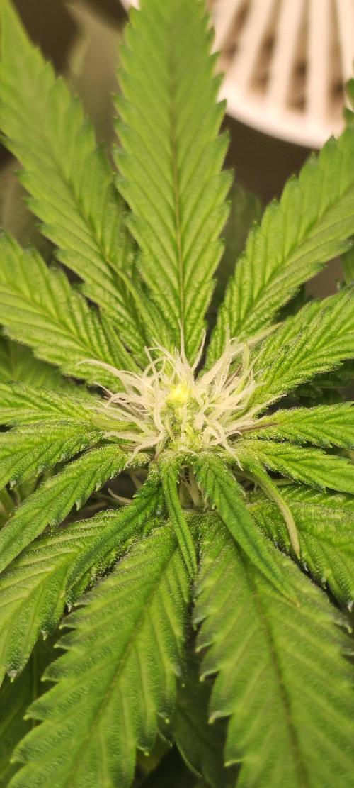 White Widow. Week 7