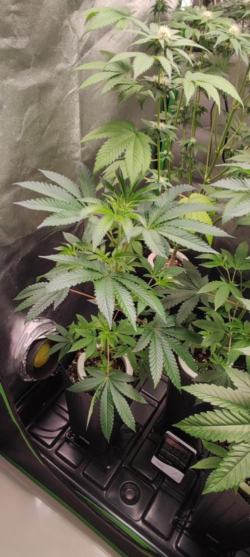 Grape Pie #1. Week 4