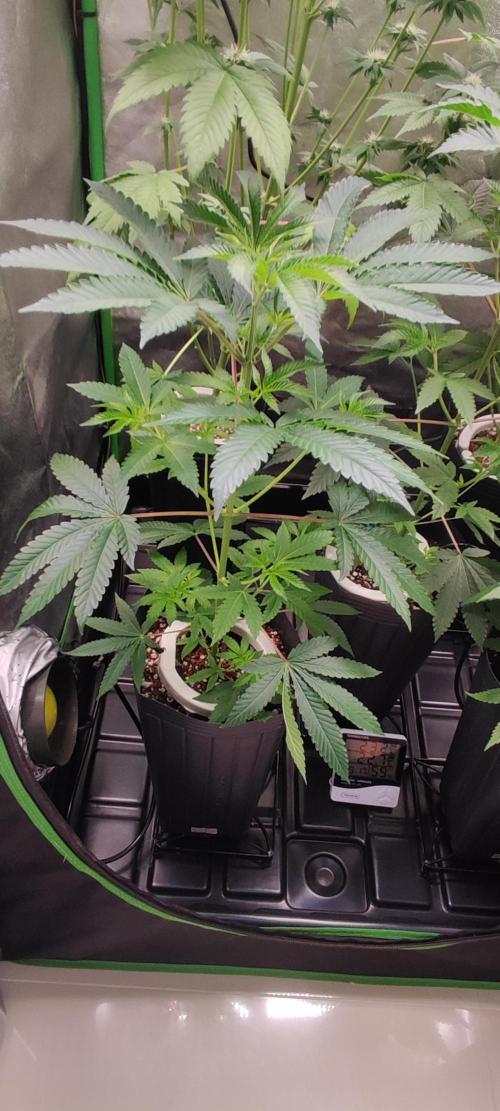 Grape Pie #1. Week 4