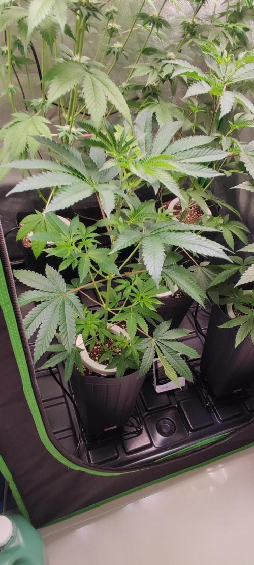 Grape Pie #1. Week 4