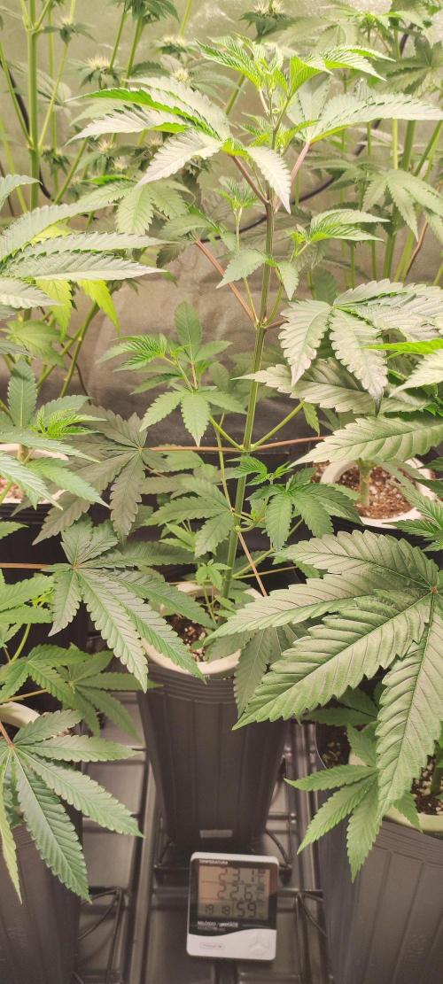 Banana Kush #1. Week 4