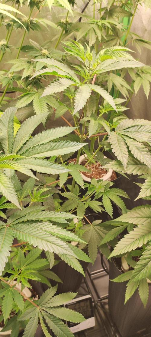 Banana Kush #1. Week 4