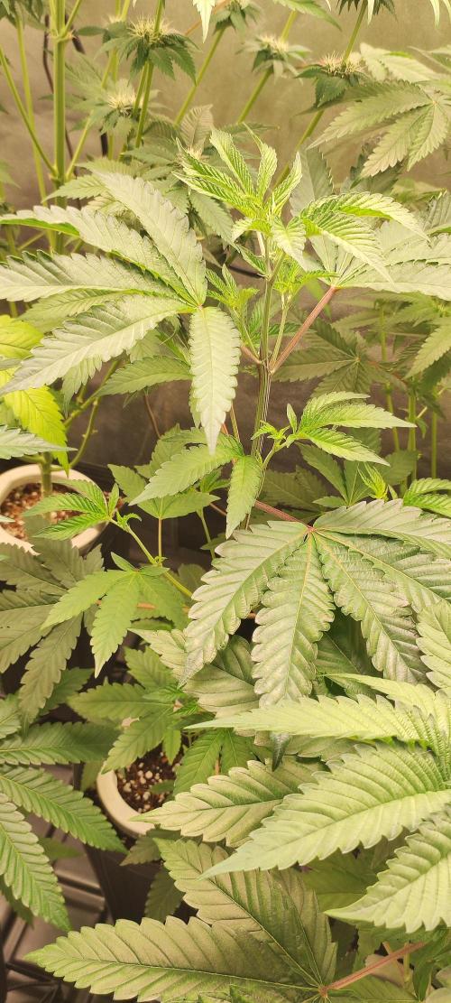 Banana Kush #1. Week 4