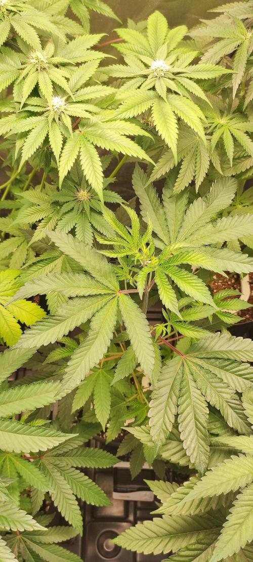 Banana Kush #1. Week 4