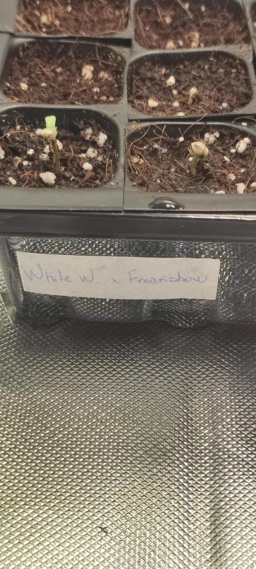 White Widow x Freakshow. Week 0
