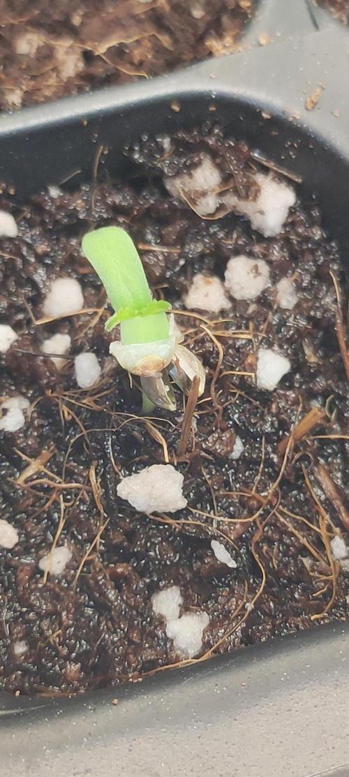 White Widow x Freakshow. Week 0
