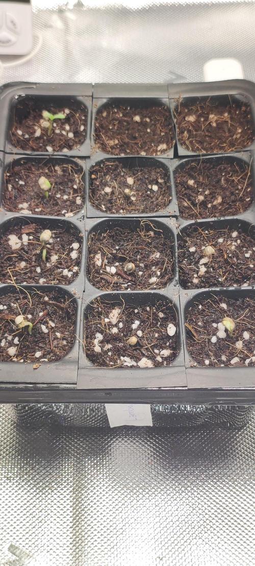 White Widow x Freakshow. Week 0