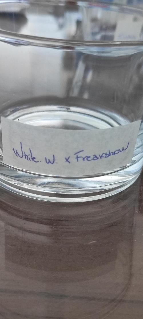 White Widow x Freakshow. Week 0