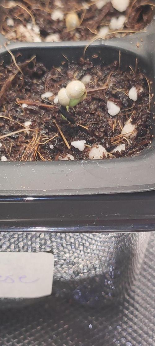 Cheese. Week 0